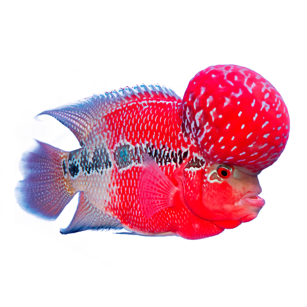 Imagem do peixe Flowerhorn
